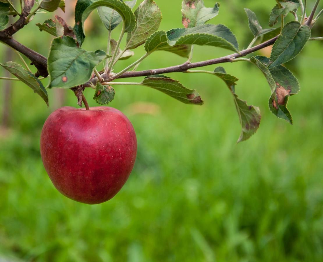 Ferien In Feld 109 Lägenhet Langenegg Exteriör bild
